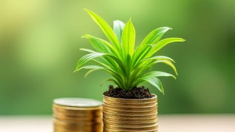 Green foliage growing out of coins, symbolizing growth in ethical and sustainable investments.